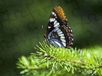 Piękny, Zielona, Gałązka, Motyl
