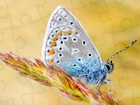Kolorowy, Piękny, Motyl