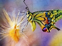Kolorowy, Piękny, Motyl