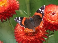 Piękny, Pomarańczowe, Kwiatki, Motyl