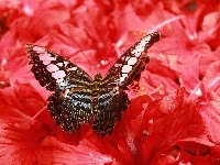 Motyl, Piękny, Kwiaty