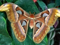 Motyl, Piękny, Liść
