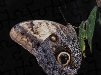 Motyl, Piękny, Liść