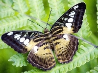 Motyl, Piękny, Paproć