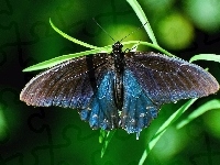 Motyl, Piękny, Trawa