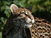 Ocelot, Piękny, Spojrzenie
