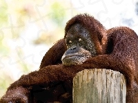 Drzewa, Pień, Orangutan