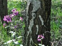 Pień, Leśne, Lunaria, Purpurowe, Kwiaty, Drzewa
