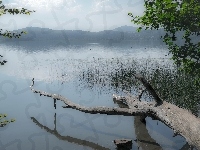 Pień, Mgła, Jezioro, Zarośla, Drzewa