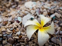 Kamienie, Kwiat, Plumeria, Pierścionek