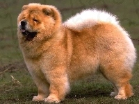 Pies, Chow chow