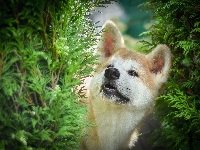 Zielone, Pies, Akita inu, Gałązki