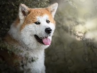 Mordka, Pies, Akita inu, Krzewy