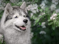 Okwiecone, Pies, Alaskan malamute, Gałązki
