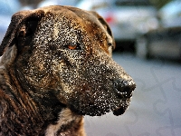 Pies, Amstaff