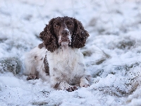 Springer spaniel angielski, Pies, Biało-brązowy, Śnieg