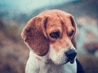 Pies, Beagle