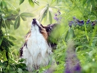 Łąka, Bearded Collie, Pies, Kwiaty