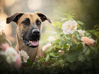 Kwiaty, Pies, Blackmouth Cur, Rozmycie