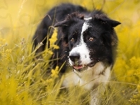 Pies, Łąka, Border collie