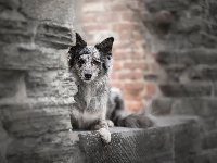 Mur, Pies, Border collie, Cegły