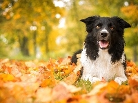 Pies, Jesień, Border Collie