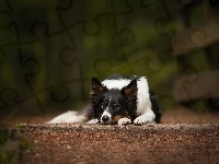 Pies, Leżący, Border collie