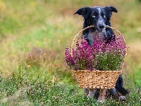 Koszyk, Pies, Border collie, Wrzosy