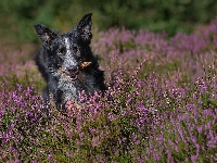Szyszka, Pies, Border collie, Wrzosy