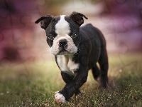 Boston terrier, Szczeniak, Pies