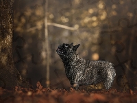 Drzewo, Pies, Buldog francuski, Bokeh