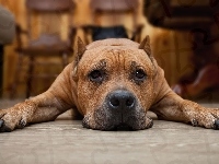 Pies, Leżący, Pit Bull terrier