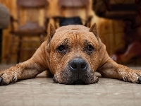 Pies, Leżący, Pit Bull terrier