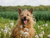 Łąka, Pies, Cairn terrier, Dmuchawce