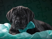 Cane Corso, Szczeniak, Pies