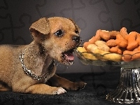 Chihuahua, Pies, Jedzenie