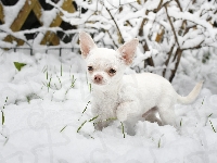 Śnieg, Pies, Chihuahua krótkowłosa, Krzew