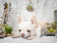 Dekoracje, Pies, Chihuahua krótkowłosa, Rośliny