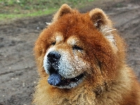 Pies, Chow Chow