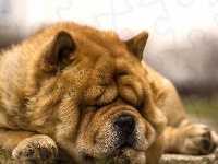 Pies, Chow Chow
