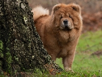 Pień, Pies, Chow chow, Drzewa