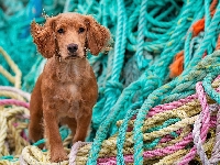 Kolorowe, Pies, Cocker spaniel, Liny
