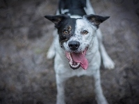 Pies, Border Collie, Jęzor