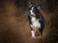 Pies, Border collie, Trawa