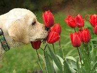 Czerwone, Pies, Tulipany