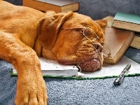 Pies, Śpiący, Dog de Bordeaux