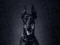 Pies, Doberman