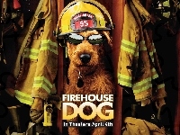 pies, Firehouse Dog, strażak