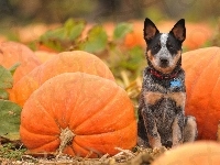 Australian Cattle Dog, Dynie