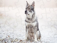 Rozmyte, Szwedzki elkhund, Pies, Liście, Tło, Śnieg